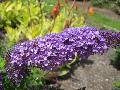 Orange-Eye Butterfly Bush